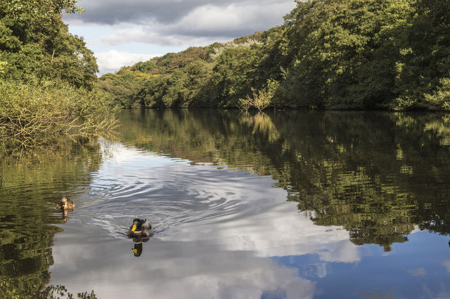 Etherow Country Park and duck. Image by ArrowSG (via Shutterstock).