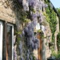 Wysteria