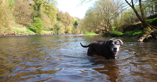 pet in river