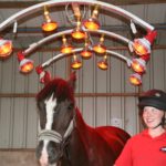 horse in solarium