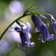 Bluebell