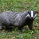 badger