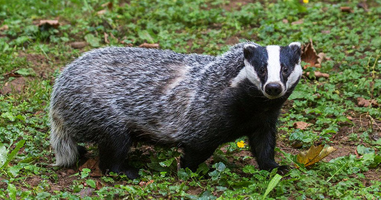 badger