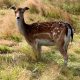 fallow deer