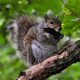 grey squirrel