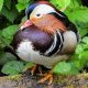 mandarin duck