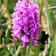 northern marsh orchid