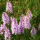 spotted orchid