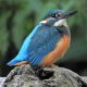 young kingfisher